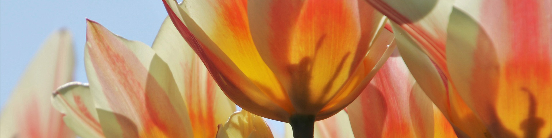 tulip header