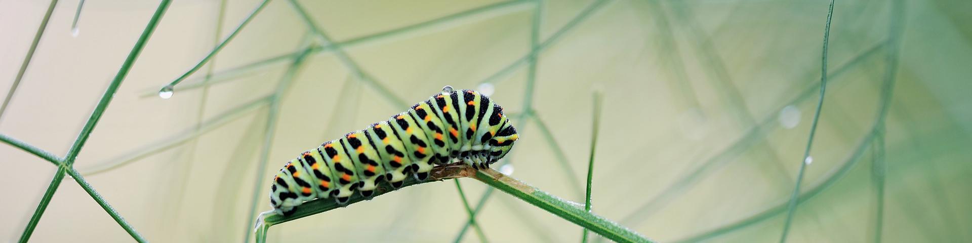caterpillar 3 header