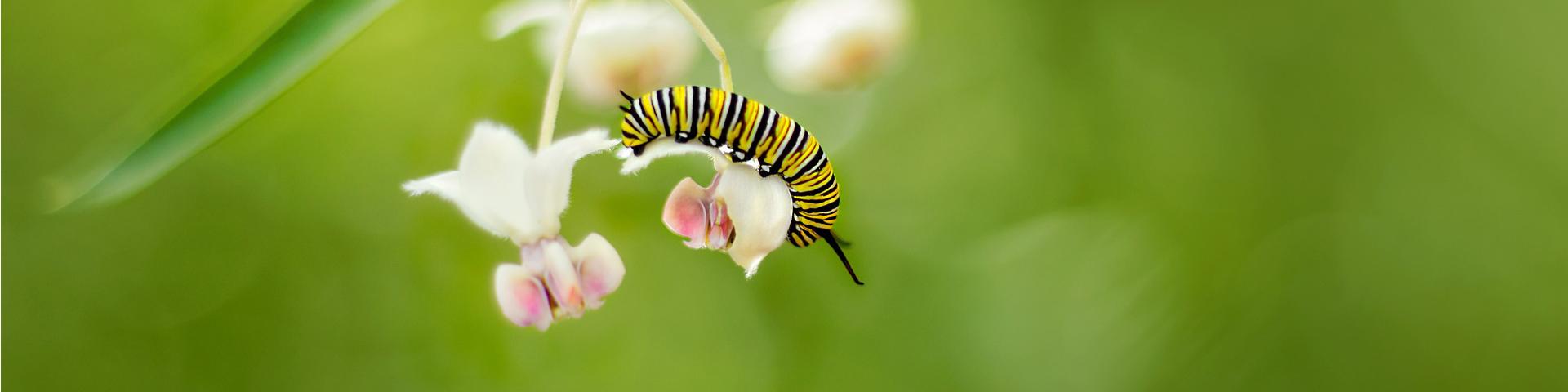 monarch caterpillar homepage header 