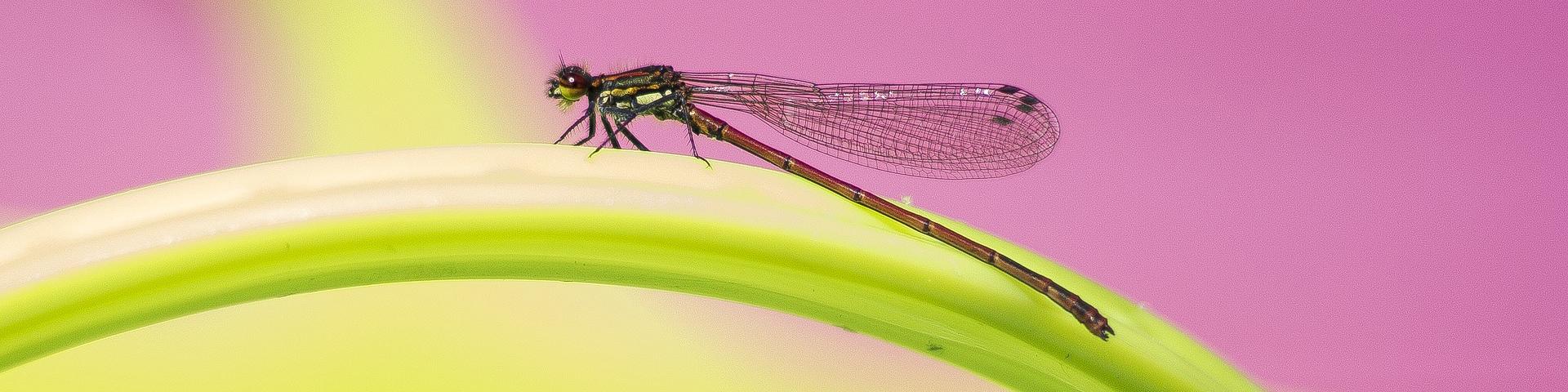 dragonfly pink header
