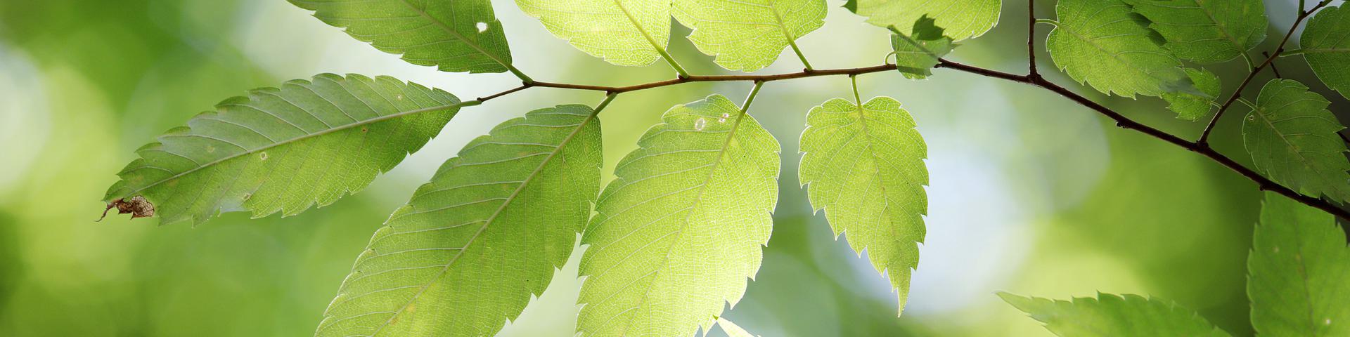 leaves light green header